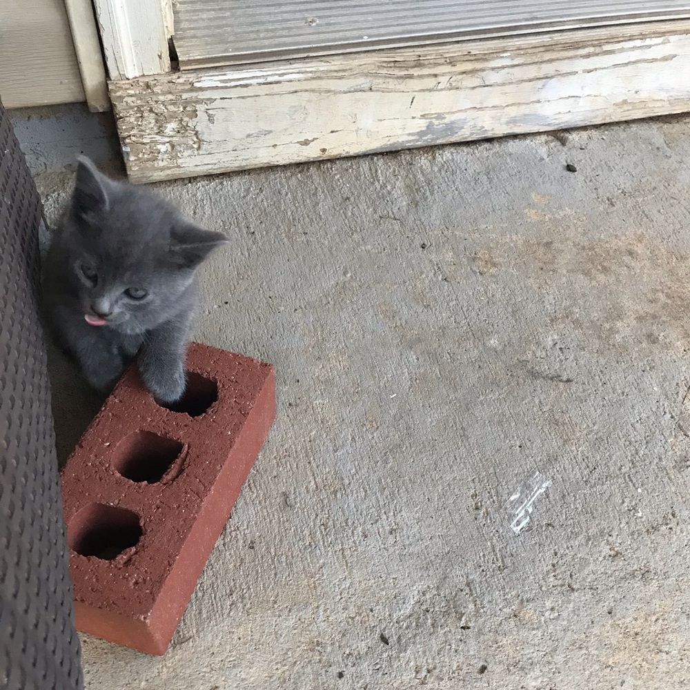 Meet your Posher, Dulce